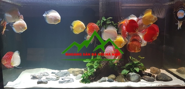 Cat-trang-thuy-sinh (3)