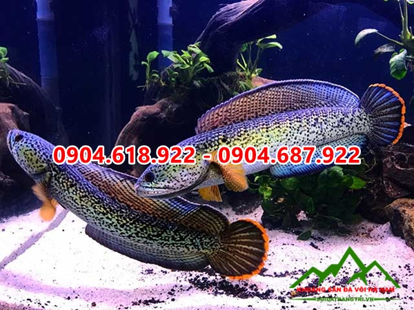 Cat-trang-thuy-sinh (4)