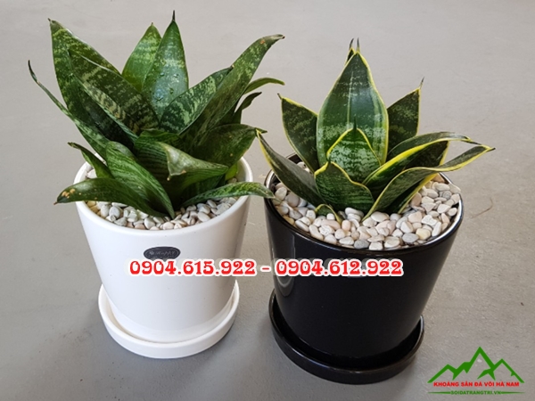 đặt sỏi vào chậu cây - SĐSVMB