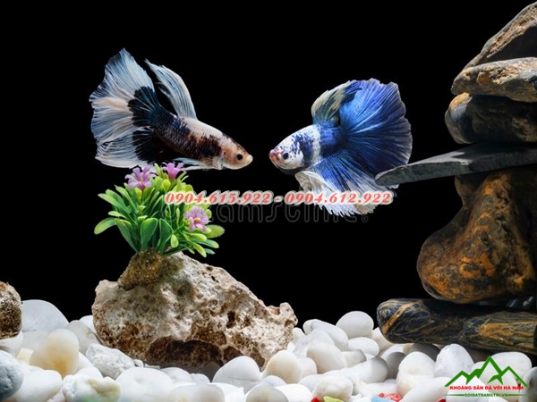 Sỏi trang trí bể cá Hà Nội - 0904615922