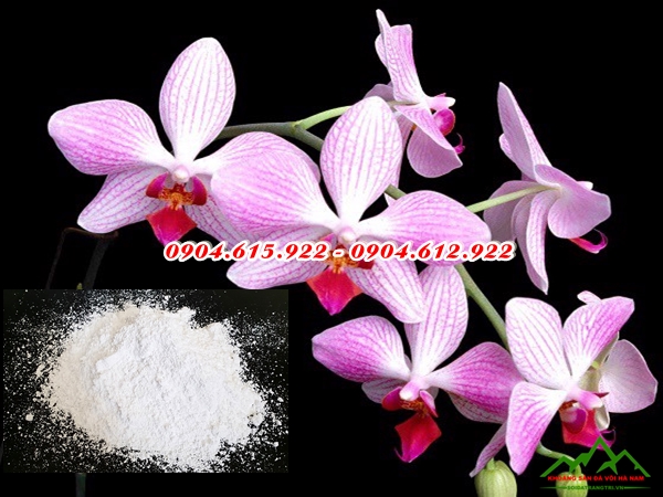 Tác dụng vôi với lan - DVHN