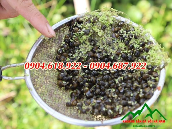 tai-sao-nen-su-dung-voi-dolomite-trong-nuoi-oc-nhoi (1)