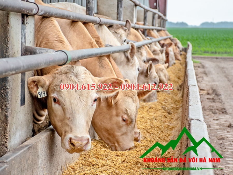 Vai trò của bột đá trong sản xuất thức ăn chăn nuôi