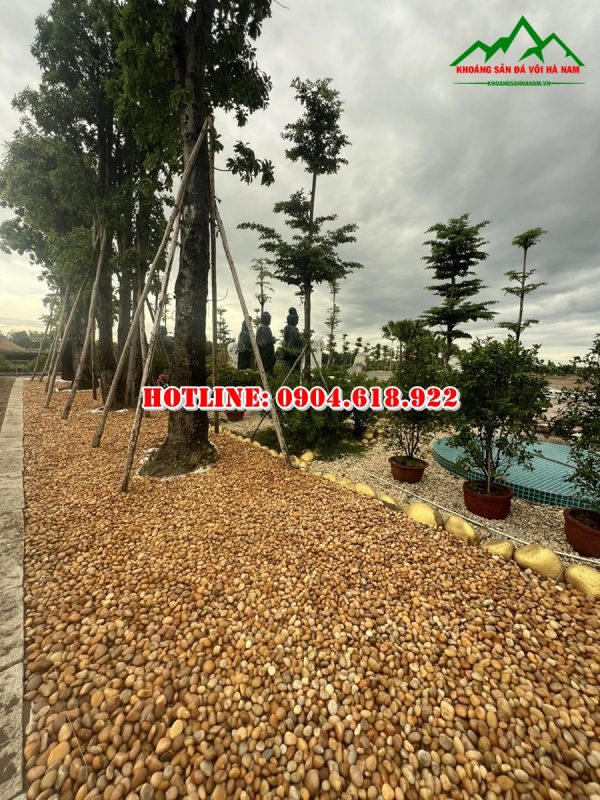 ban-soi-cuoi-vang-tu-nhien-gia-re (5)