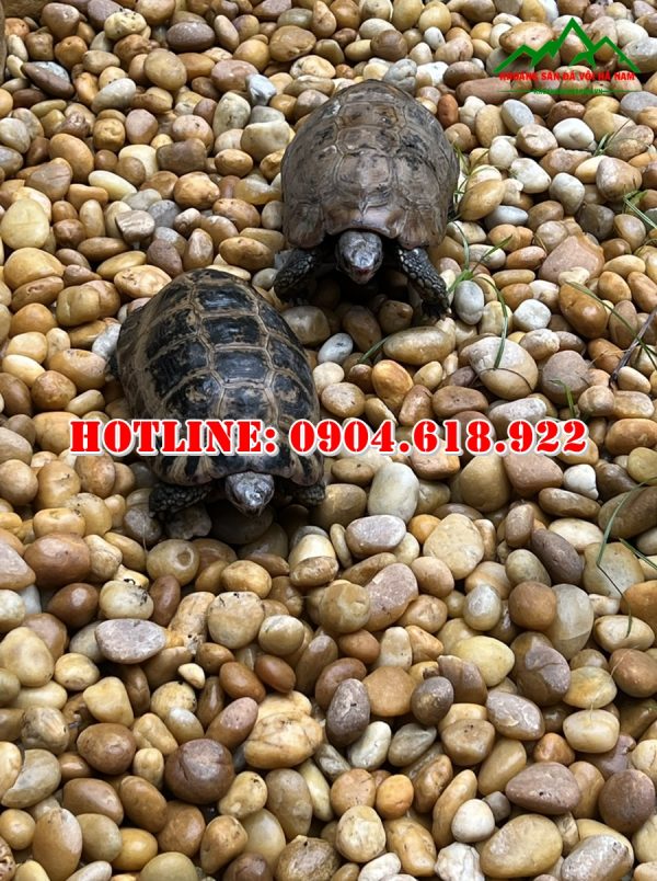 ban-soi-cuoi-vang-tu-nhien-gia-re (3)